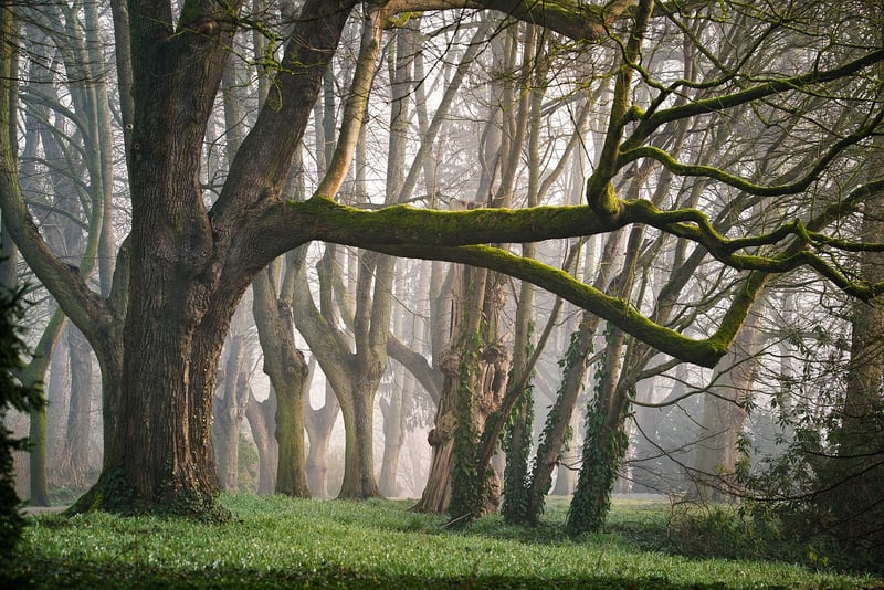 Fairy-tale Trees